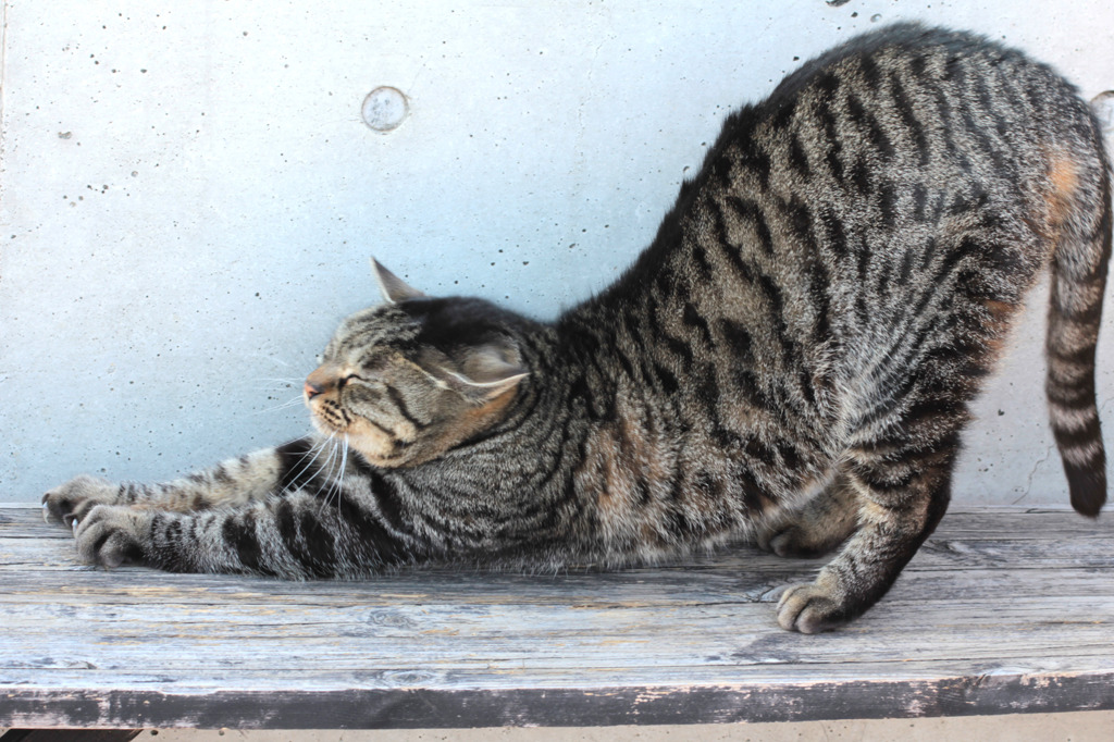 ひだまりの猫