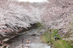 桜