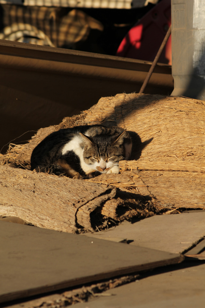 廃屋猫