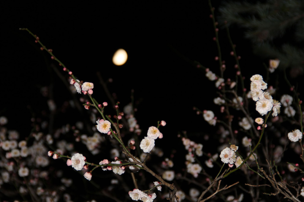 夜の梅