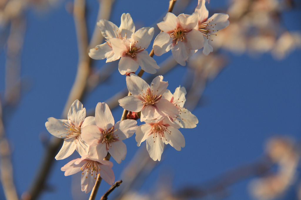 桜　桜