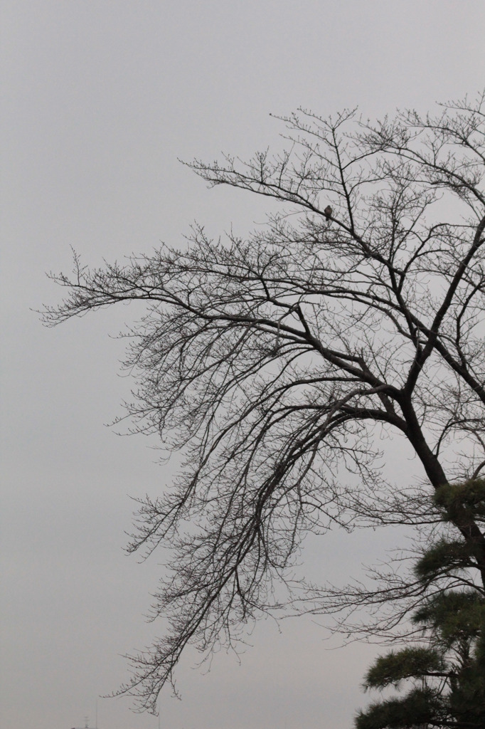 今朝の曇り空
