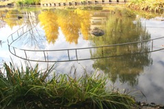 町の公園の水鏡