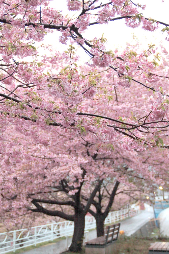 2011年河津桜-01