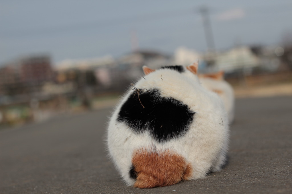 背中に大きなトゲトゲ＾＾；