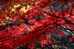 2010年秋紅葉-2