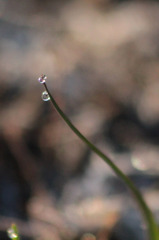 粒の花