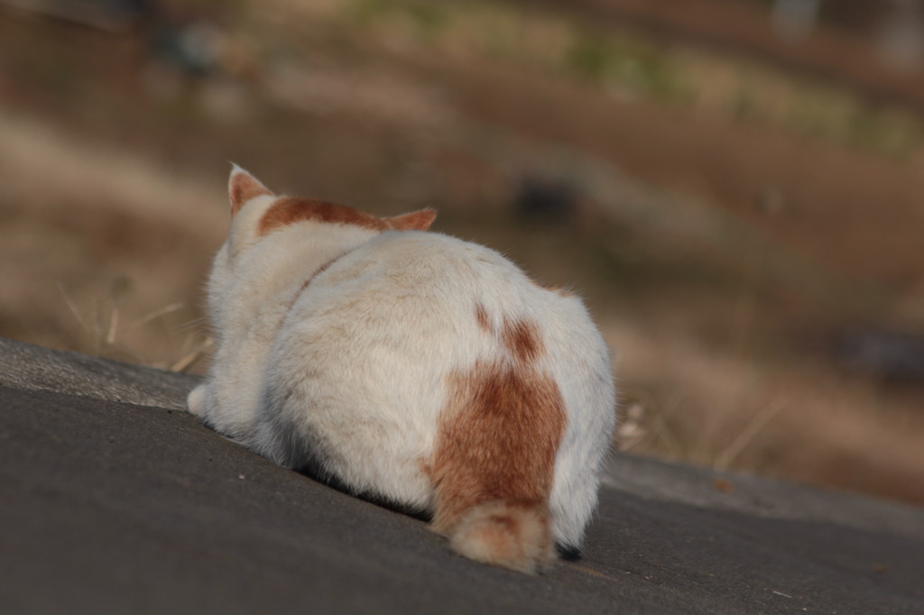 何狙ってるの？