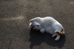 両手招き猫
