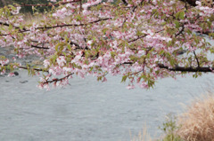 2011年　河津桜-08