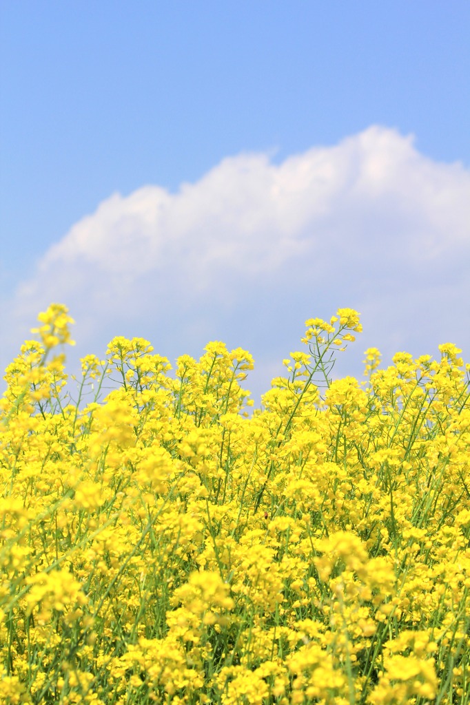 菜の花と空