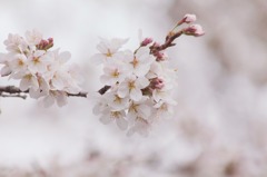 薄桜