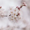 薄桜