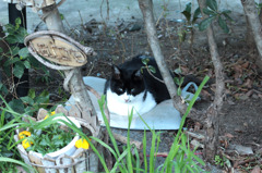 おざぶねこ