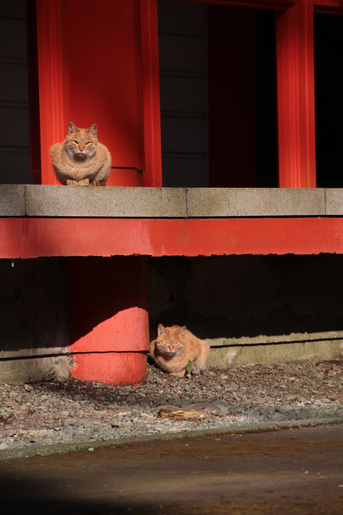 箱根神社のツインズ