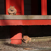 箱根神社のツインズ