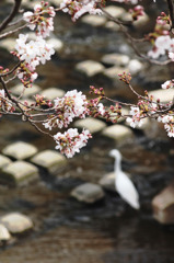 桜とコサギ