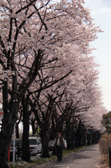 海軍道路　桜並木