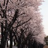 海軍道路　桜並木