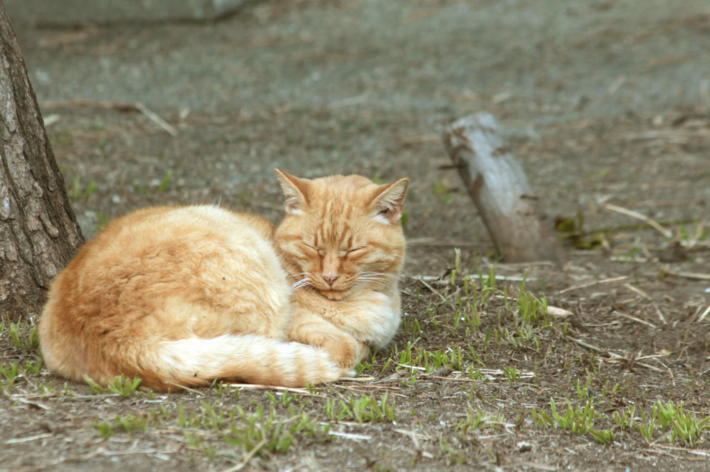 江ノ島公園猫