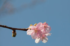 桜と青空