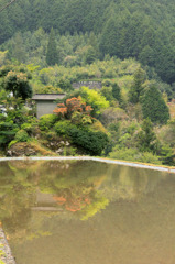 高知県梼原の水田