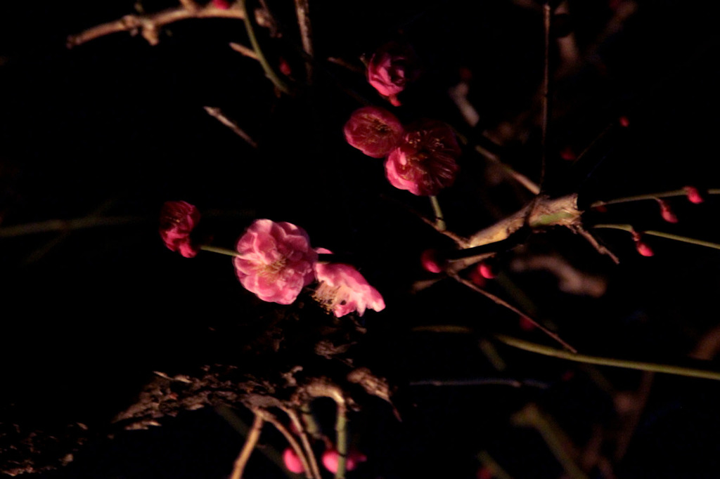 夜紅梅