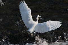 白鷺の舞　2