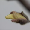 大山蓮華　蕾
