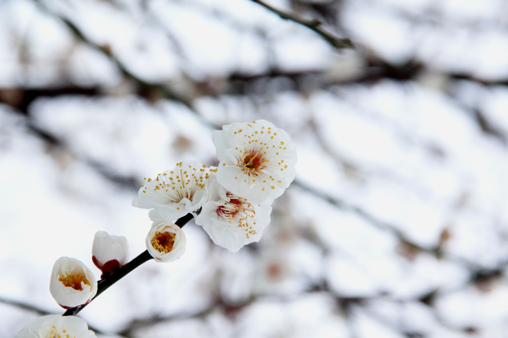 朝の白梅