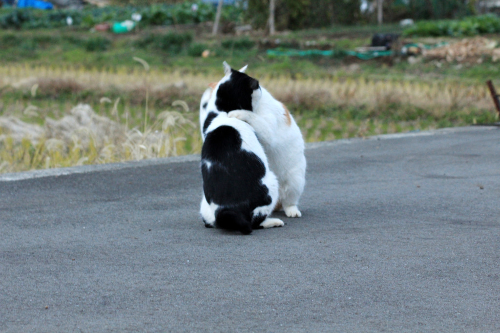 猫相撲