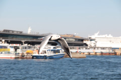 横浜港のカモメ