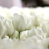 チューリップ－１３