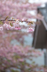 2011年河津桜-03