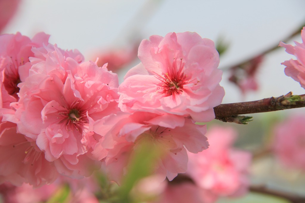 八重桜
