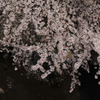 桜吹雪