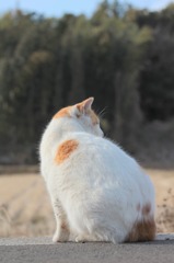 とげのある奴＾＾：