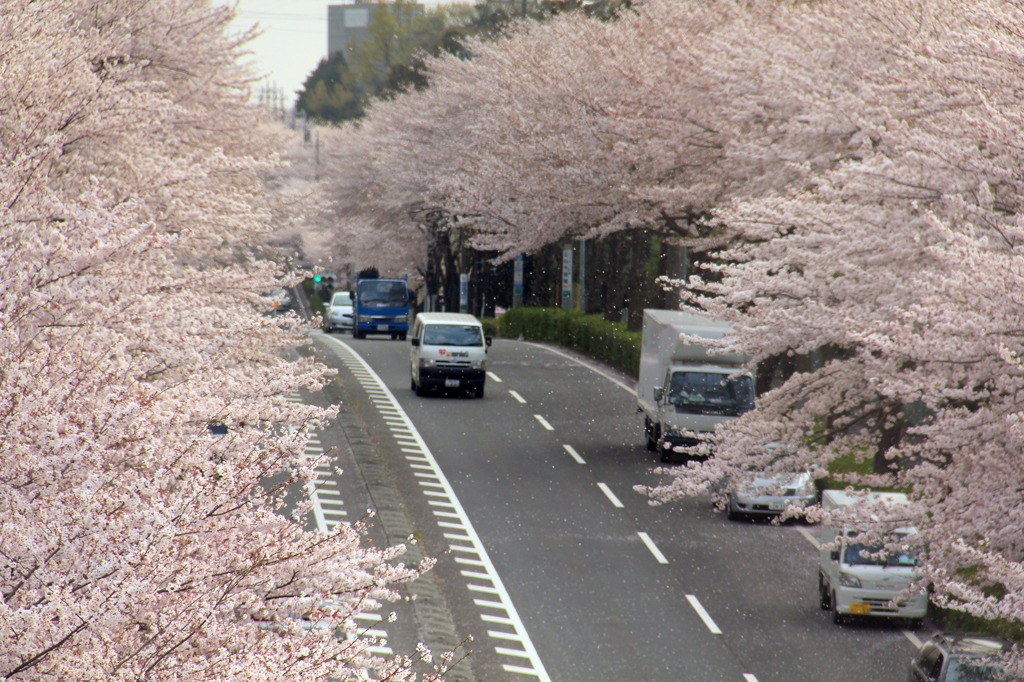 街の桜