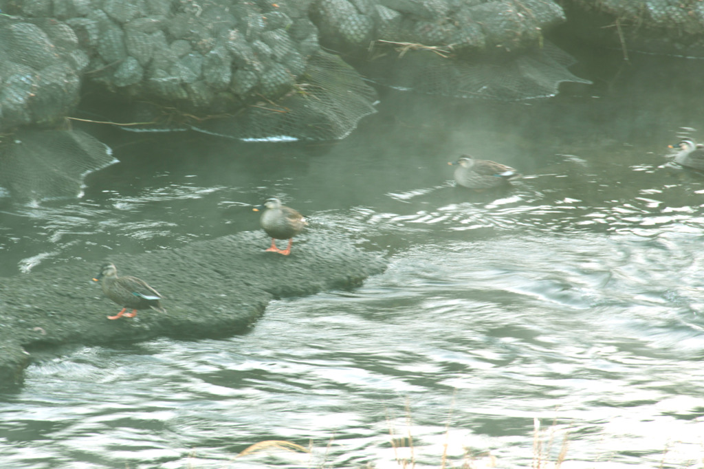 温泉ですか？