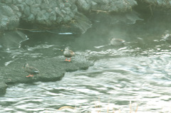 温泉ですか？
