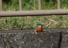 公園のカワセミ