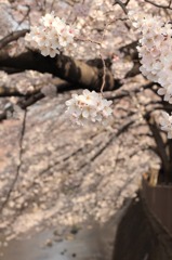 毬桜