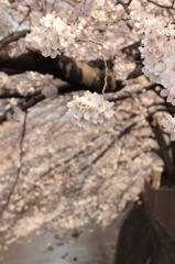 毬桜
