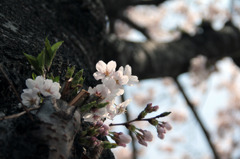 幹から花