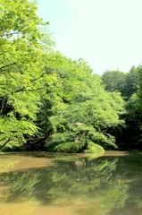 沼に緑