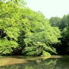 沼に緑