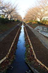 桜が咲く道