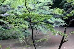 沼と緑