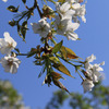 真昼の桜