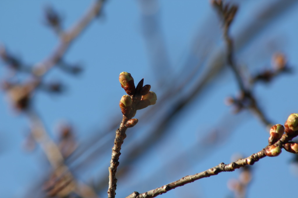 タイミングを見る桜